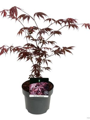 Acer palmatum 'Trompenburg' - Vaxtinredarna.se