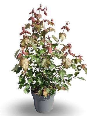 Acer rubrum 'Summer Red' - Vaxtinredarna.se