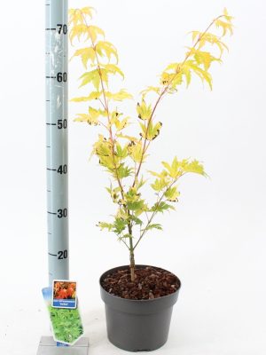 Acer shirasawanum 'Jordan' - Vaxtinredarna.se