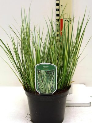 Acorus gramineus 'Aureovariegatus' - Vaxtinredarna.se