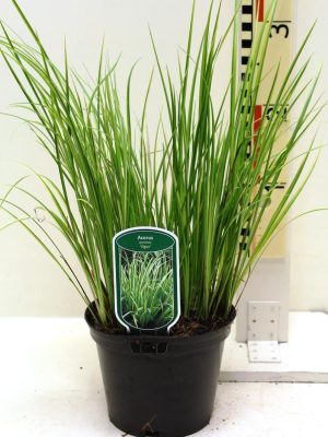Acorus gramineus 'Ogon' - Vaxtinredarna.se