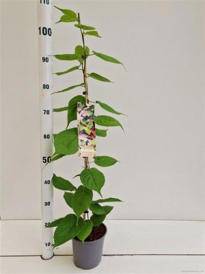 Actinidia kolomikta - Vaxtinredarna.se