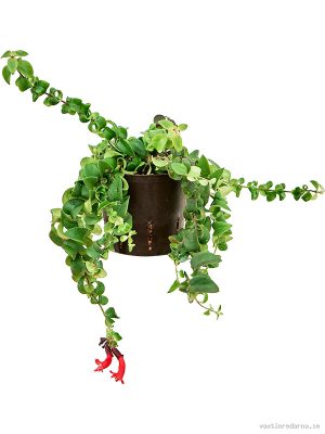 Aeschynanthus lobbianus 'Scoubidou' - Vaxtinredarna.se