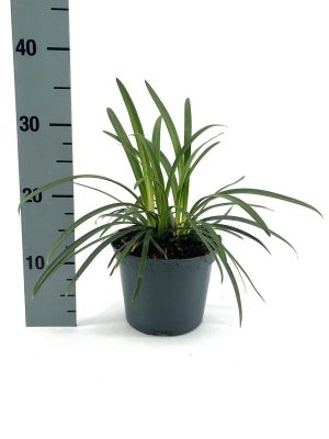 Agapanthus africanus 'Andbin' - Vaxtinredarna.se
