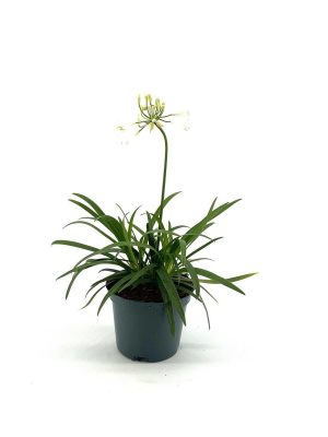 Agapanthus africanus 'Everpanthus Ever White' - Vaxtinredarna.se