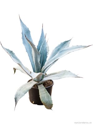 Agave americana 'Franzosinii' - Vaxtinredarna.se