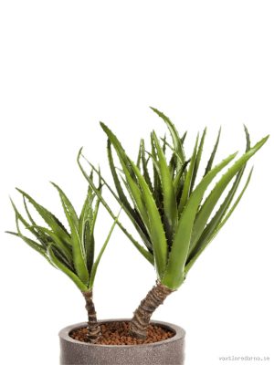 Agave On Trunk - Vaxtinredarna.se