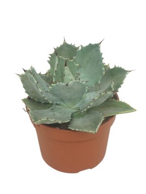 Agave potatorum - Vaxtinredarna.se