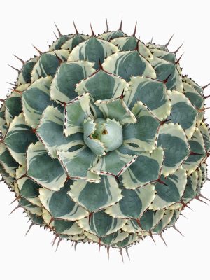 Agave potatorum variegata - Vaxtinredarna.se