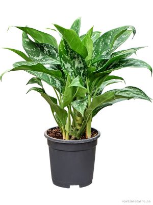 Aglaonema 'Green Lady' - Vaxtinredarna.se