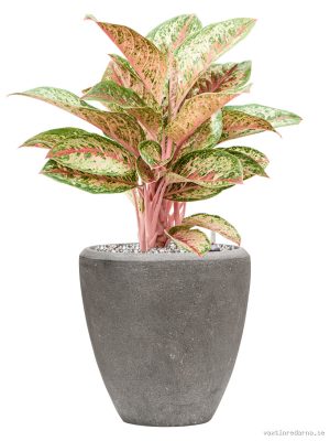 Aglaonema 'Painted Celebration' in Baq Polystone Plain - Vaxtinredarna.se