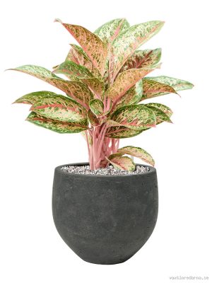 Aglaonema 'Painted Celebration' in Rough - Vaxtinredarna.se