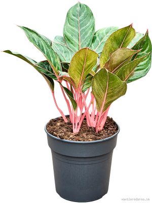 Aglaonema 'Princess' - Vaxtinredarna.se