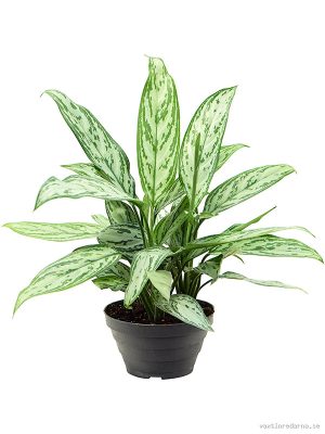 Aglaonema 'Silver Queen' 6/tray - Vaxtinredarna.se