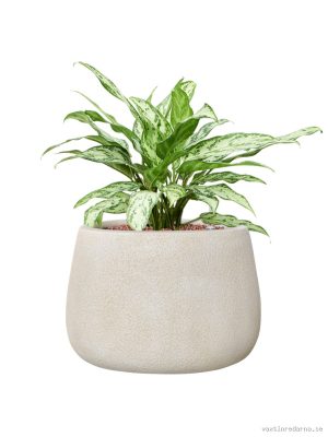 Aglaonema 'Silver Queen' in Antwerp - Vaxtinredarna.se