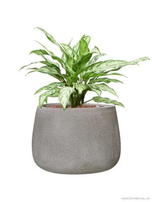 Aglaonema 'Silver Queen' in Antwerp - Vaxtinredarna.se
