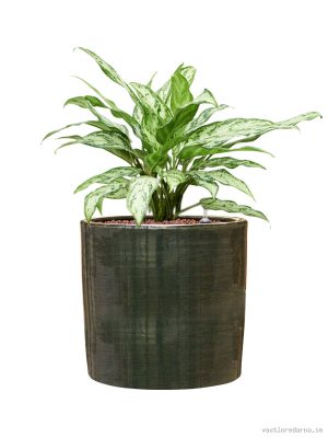 Aglaonema 'Silver Queen' in Plain Striped - Vaxtinredarna.se