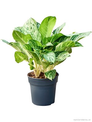 Aglaonema 'Soems Up' - Vaxtinredarna.se