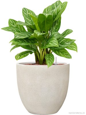 Aglaonema 'Stripes' in Antwerp - Vaxtinredarna.se