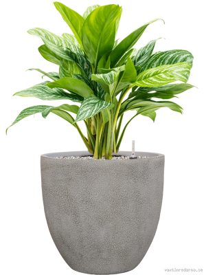 Aglaonema 'Stripes' in Antwerp - Vaxtinredarna.se