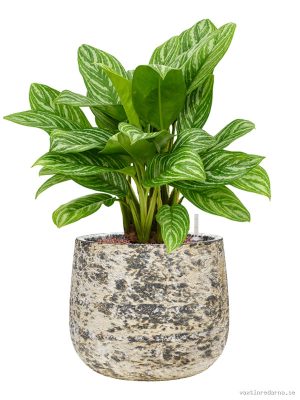 Aglaonema 'Stripes' in Baq Atlas - Vaxtinredarna.se