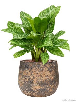 Aglaonema 'Stripes' in Baq Atlas - Vaxtinredarna.se