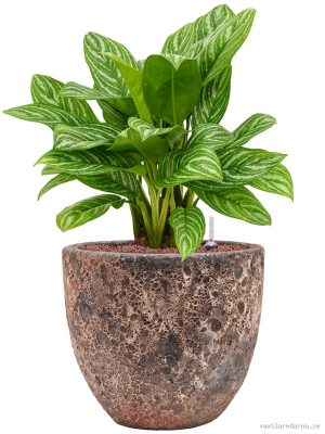 Aglaonema 'Stripes' in Baq Lava - Vaxtinredarna.se