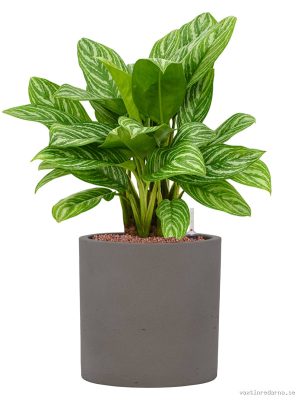 Aglaonema 'Stripes' in Rough - Vaxtinredarna.se