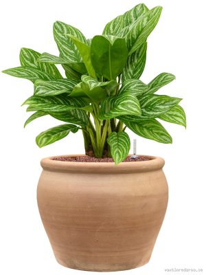 Aglaonema 'Stripes' in Terra Antica - Vaxtinredarna.se
