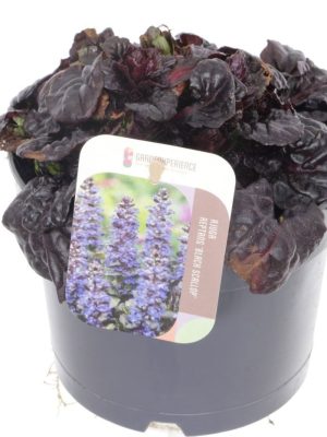 Ajuga reptans 'Black Scallop' - Vaxtinredarna.se