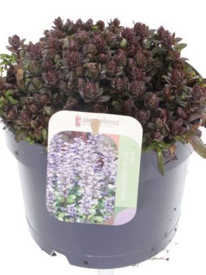 Ajuga reptans - Vaxtinredarna.se