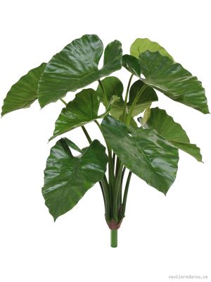 Alocasia - Vaxtinredarna.se