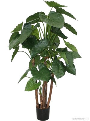 Alocasia - Vaxtinredarna.se