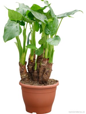 Alocasia cucullata - Vaxtinredarna.se