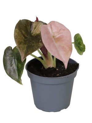 Alocasia Cuprea Red Variegated - Vaxtinredarna.se
