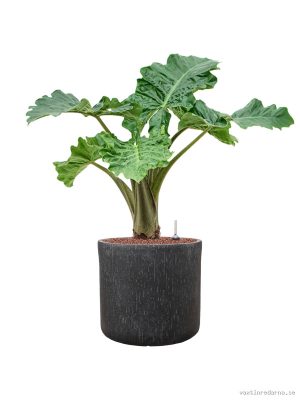 Alocasia 'Portodora' in Baq Raindrop - Vaxtinredarna.se