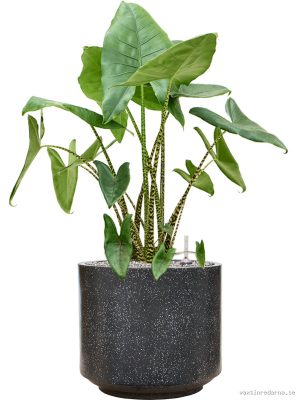 Alocasia zebrina in Baq Terrazzo - Vaxtinredarna.se