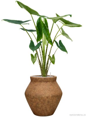 Alocasia zebrina in Mineral - Vaxtinredarna.se