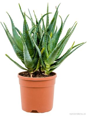 Aloe arborescens - Vaxtinredarna.se