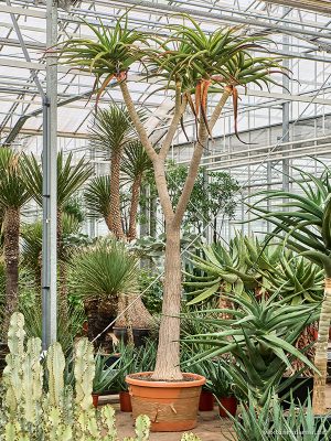 Aloe bainesii (barberae) - Vaxtinredarna.se