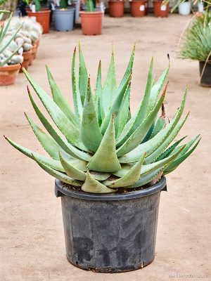 Aloe 'Comptonii' - Vaxtinredarna.se