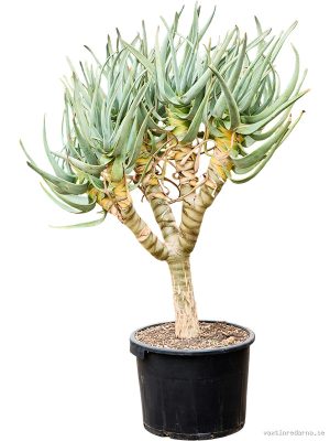 Aloe dichotoma - Vaxtinredarna.se
