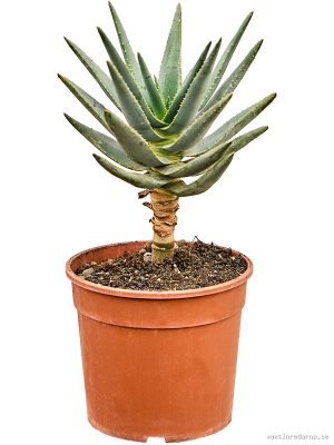 Aloe dichotoma - Vaxtinredarna.se