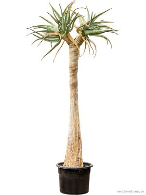 Aloe dichotoma - Vaxtinredarna.se