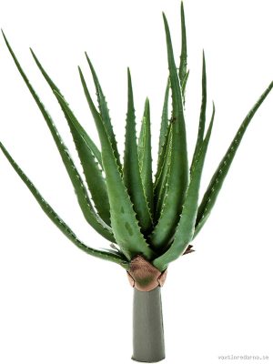 Aloe Plant - Vaxtinredarna.se