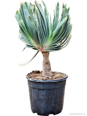 Aloe plicatilis (60-110) - Vaxtinredarna.se