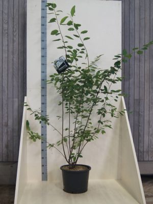 Amelanchier lamarckii - Vaxtinredarna.se