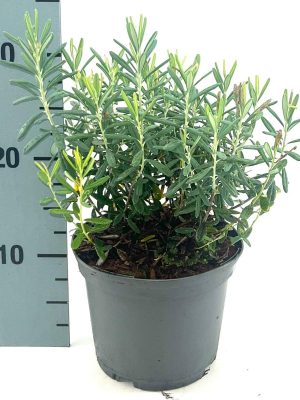 Andromeda polifolia 'Blue Ice' - Vaxtinredarna.se