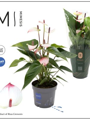 Anthurium andraeanum 'Lipa Pink' - Vaxtinredarna.se