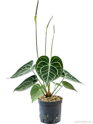 Anthurium 'Clarinervium' - Vaxtinredarna.se